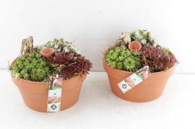 Arr4 Semp Js - Terracotta Schaal Middel