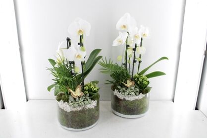 Arr2 Pl Phal Cilinder Schaal Large - Wit