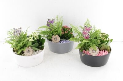 Arr2 Pl Ker. Schaal Ninette - Mix