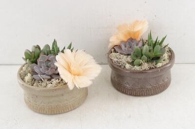 Arr3 De Truly Succulent - Kiva Bowl 3pp X5
