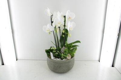 Arr2 Pl Phal Keramiek Schaal Heavy - Wit