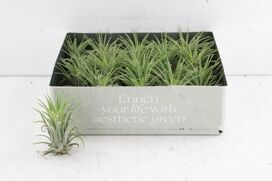 Arr3 Cp Tillandsia Ionantha Groen X20