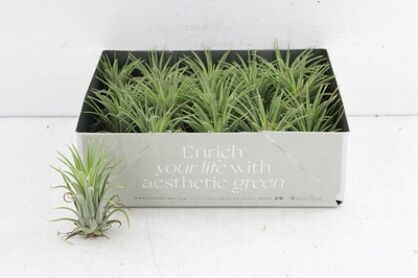 Arr3 Cp Tillandsia Ionantha Groen X20