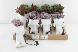 Arr3 Sn Lazy Swing Plant Mix