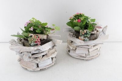 Arr2 Mb Glas Pot In Hout Planter