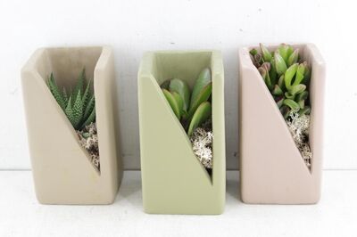 Arr3 De Truly Succulent - Meles Green Beige Pink