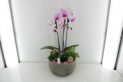 Arr2 Pl Phal Keramiek Schaal Heavy - Roze