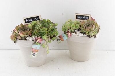 Arr4 Semp Js - Bloempot Taupe D15