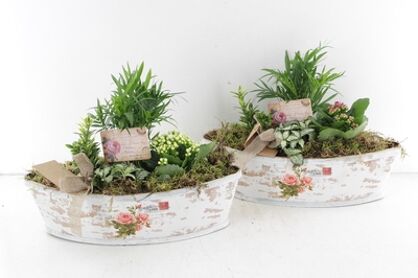 Arr2 Td Roos Boot - Mix