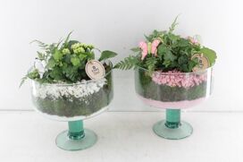 Arr2 Pl Glas Op Voet Sofia - Roze/wit