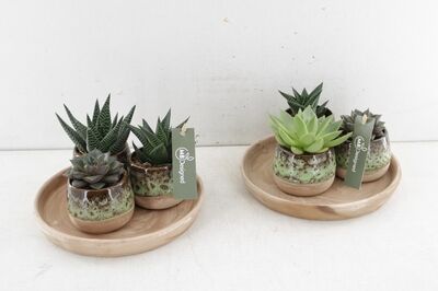 Arr2 Mb Schotel Succulent 3pot Bruin/groen