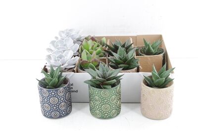 Arr3 De Truly Succulent - Serval Glass