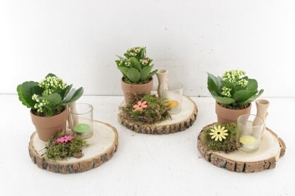 Arr2 Pl Hout Schijf Geurkaars - Mix