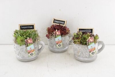 Arr4 Semp Js - Kop & Schotel Vlinders