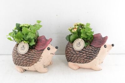 Arr2 Pl Keramiek Egel Indoor Mix
