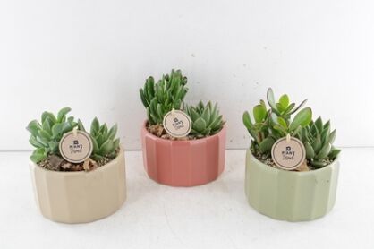 Arr2 Pl Ker. Ribbelpot Natural Colors - Succulent