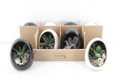 Arr3 De Truly Succulent - Egg Black/white