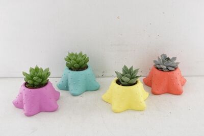 Arr3 De Truly Succulent - Keramiek Starfish