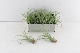 Arr3 Cp Tillandsia Curly Slim