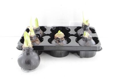 Arr4 Amaryllis Vh - Naturalz Black