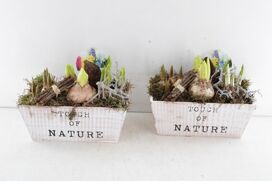 Arr4 Bollenmix Nve - Box Touch Of Nature