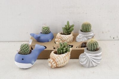 Arr3 De Truly Cactus - Ocean Mini Mix