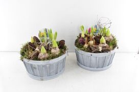 Arr4 Bollenmix Vv - Houten Tobbe Grijs