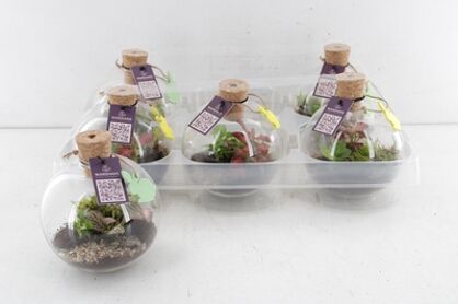 Arr3 Wa Terrarium - Orcus Easter