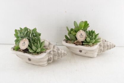 Arr2 Pl Keramiek Schelp Succulent Mix