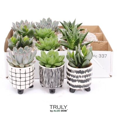 Arr3 De Truly Succulent - Ker. Potje Black White