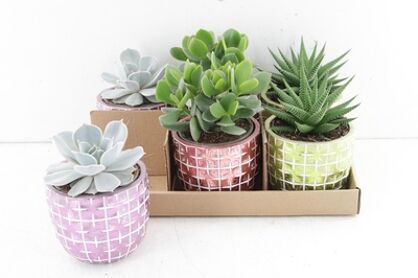 Arr3 De Truly Succulent - Pot Disco Mosaic Color M