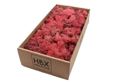 Moss Reindeer Moss 500gr Pink
