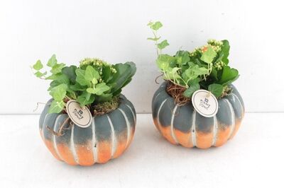 Arr2 Pl Pompoen Groen/oranje