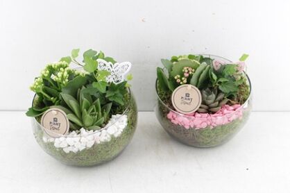 Arr2 Pl Halfbol - Roze/wit