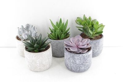 Arr3 Ov Succulent - Ker. Pot Toledo P14