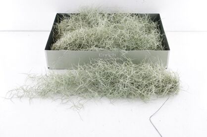 Arr3 Cp Tillandsia Usneoides