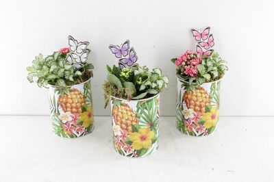 Arr2 Td Zink Pot Hawaii - Mix