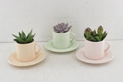 Arr3 De Truly Succulent - Coffee Pastel