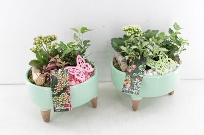 Arr2 Mb Ker. Schaal Groen Op Pootjes Plant Mix