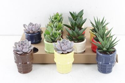 Arr3 De Truly Succulent - Ice Cream Color Mix