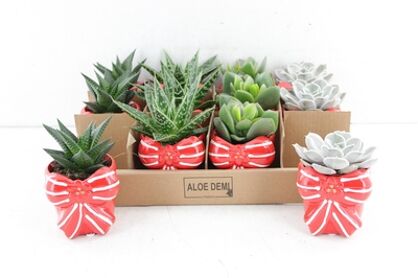 Arr3 De Truly Succulent - Love Bow Small