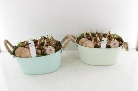 Arr4 Narcis Pl - Zink Ovaal Groen