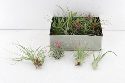 Arr3 Cp Tillandsia Mix X20