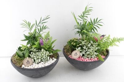 Arr2 Pl Ebbi Schaal Indoor Plant Mix