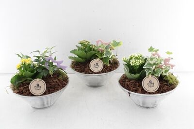 Arr2 Pl Glas Schaal Ribbel Plant Mix