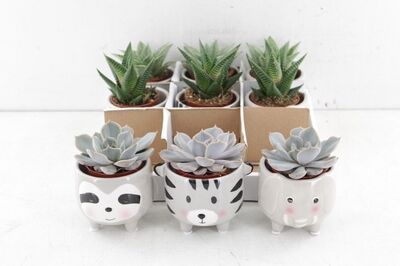 Arr3 De Truly Succulent - Ker. Animal Grey