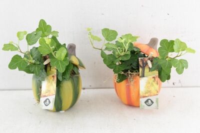 Arr2 Js - Cement Pot Pompoen Mix 7cm