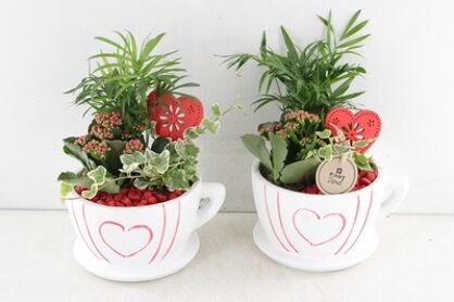 Arr2 Pl Kop & Schotel Hart - Mix