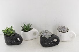 Arr3 De Truly Succulent - Penguin Pot