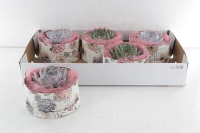 Arr3 De Rootless Echeveria - Love Box